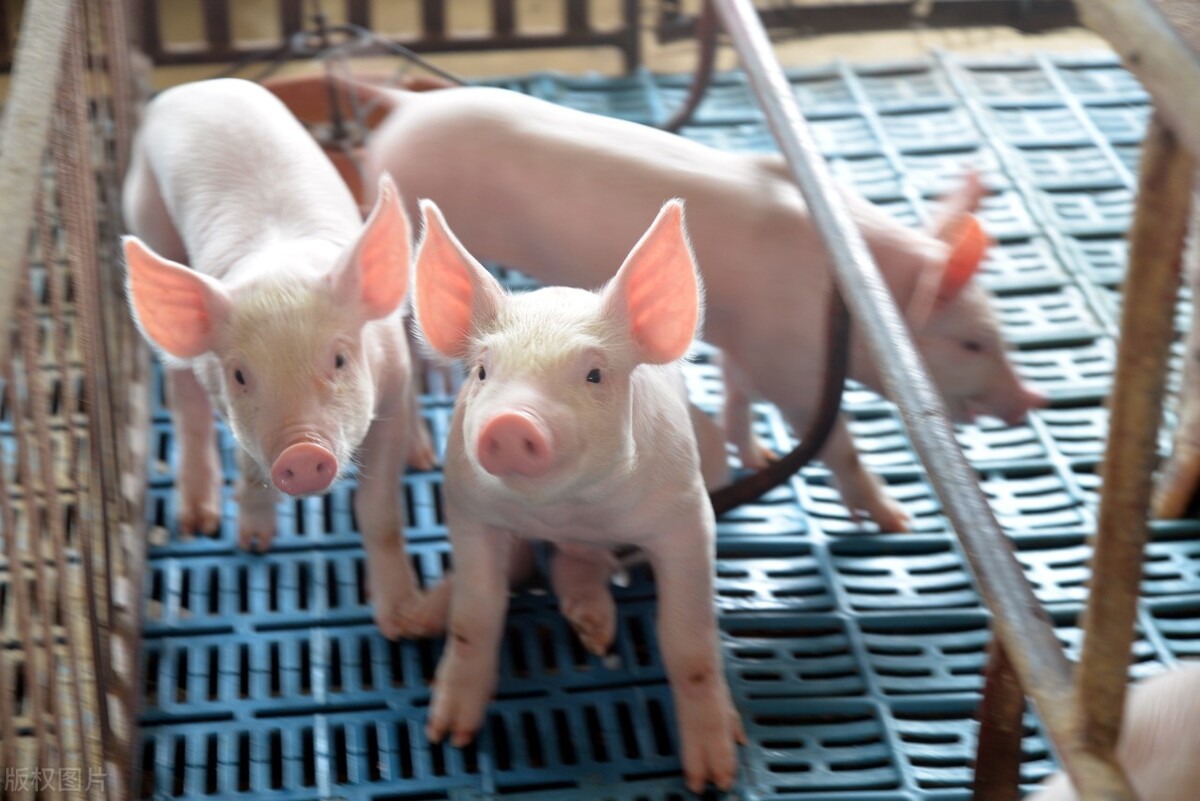 猪市行情仍大概率延续上涨,猪价全线上涨下半年猪价行情怎样