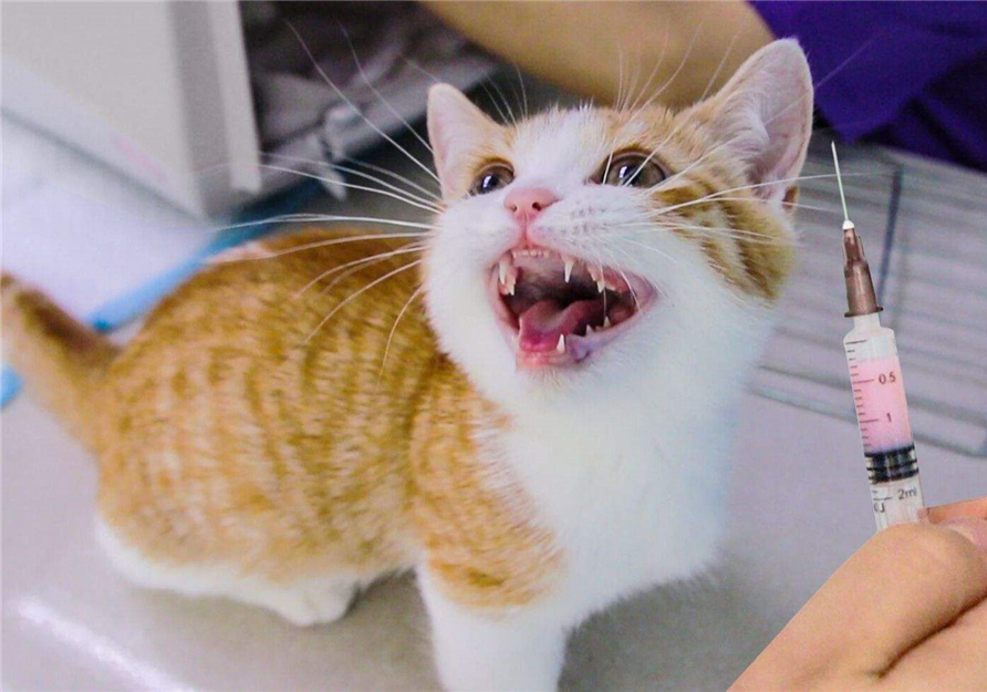 自己给成年猫咪打疫苗的正确方法,铲屎官可以自己给猫咪打疫苗吗