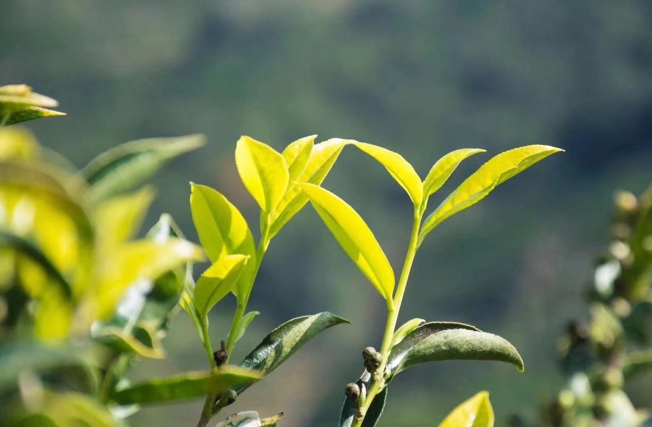 潮州凤凰单丛高香型雪片茶,潮州工夫茶凤凰单丛