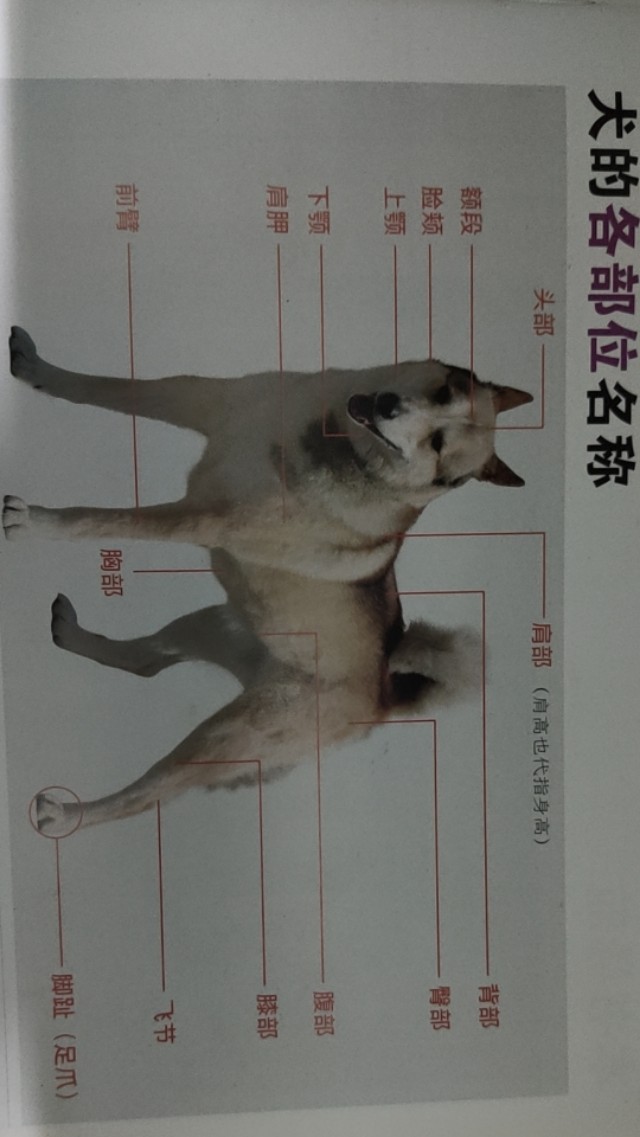 吉娃娃原名叫什么,茶杯头吉娃娃