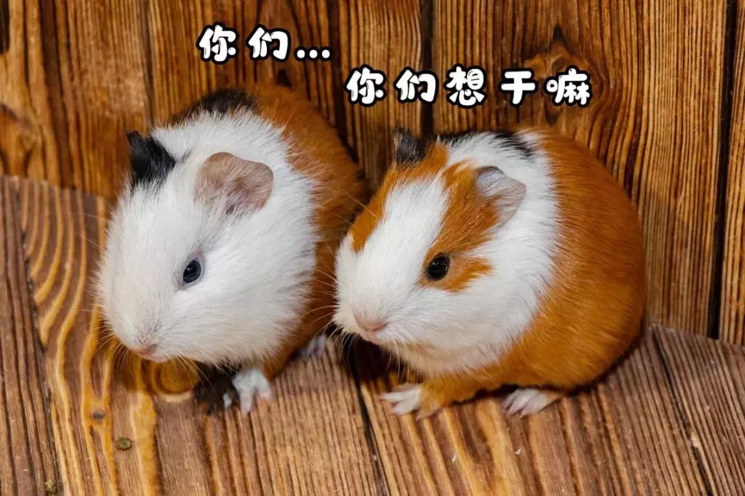 39.9元羊驼,羊驼门票抖音团购