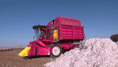 当前棉价走势分析,棉价全疆狂跌还有6元棉价吗