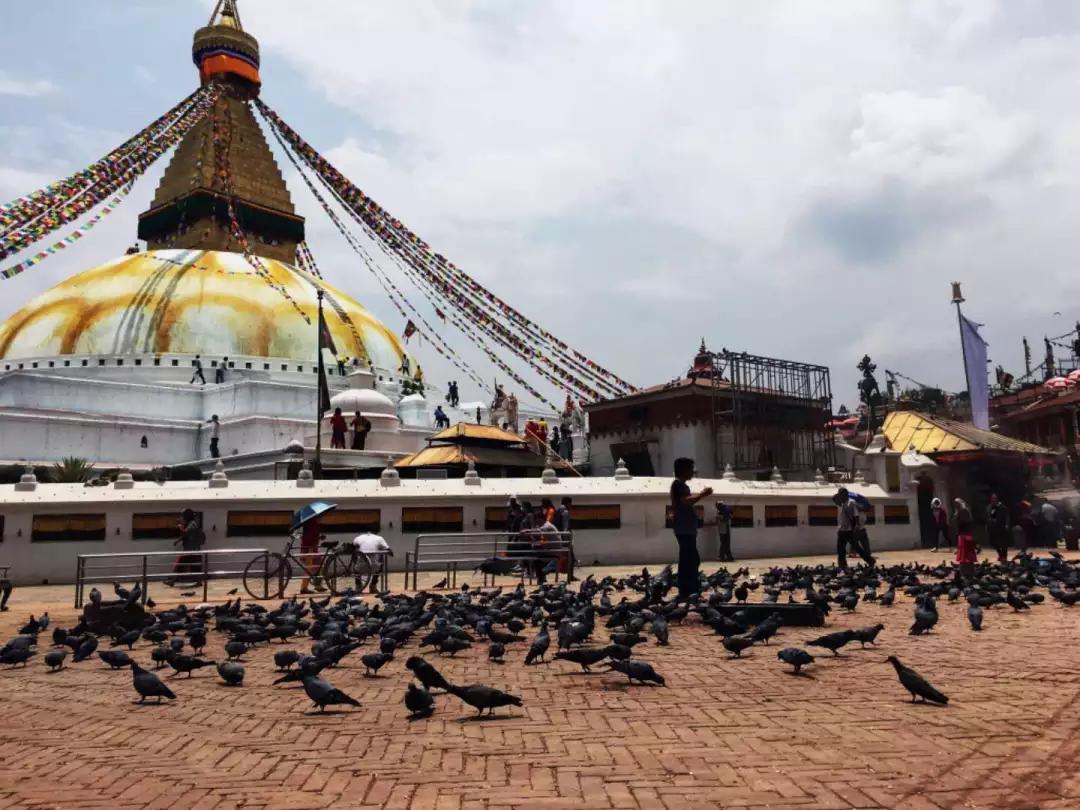 巧克力色的凤眼能盘成牛津红吗,为什么有的凤眼盘不红