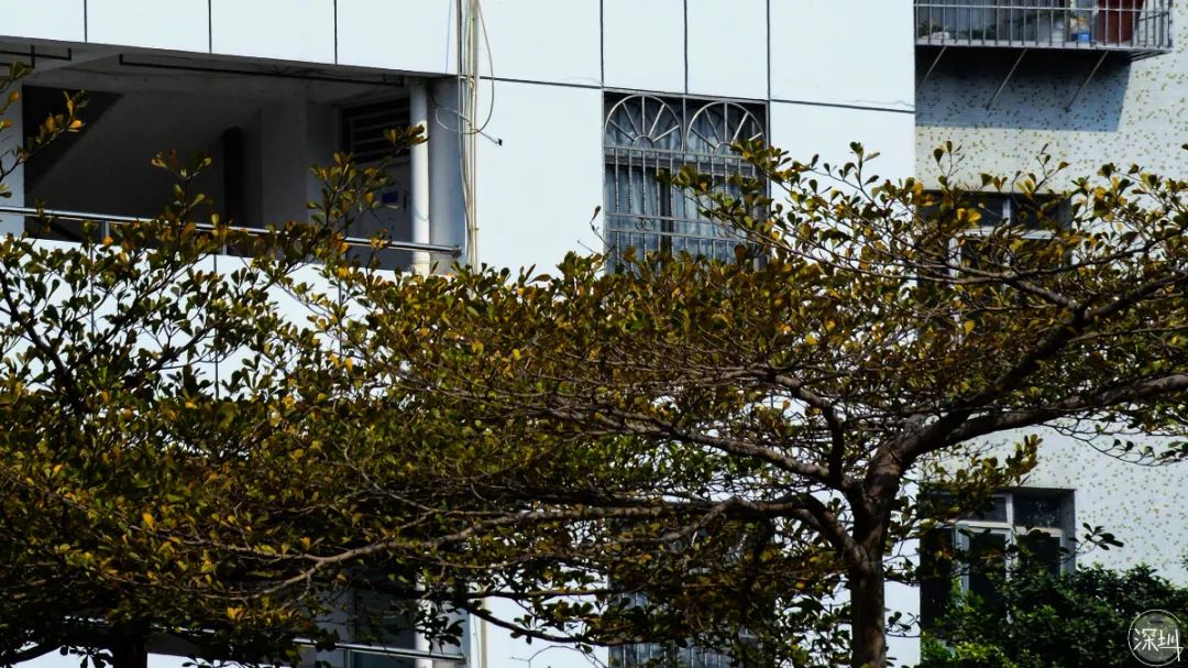 莲花村是哪个省的,中国莲花村排名