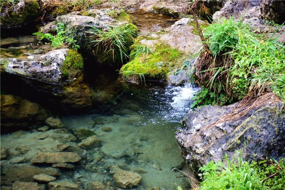 水蛭被吃进肚子里会存活吗,将水蛭放入冰箱还能活