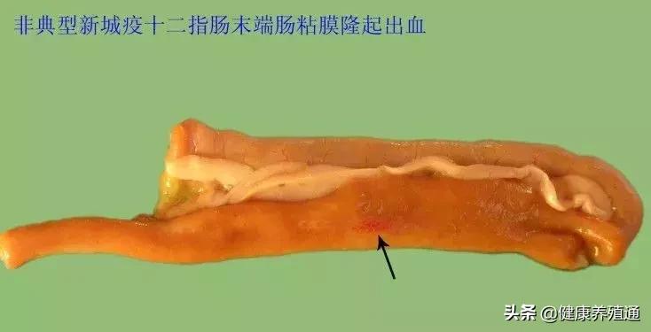 家禽疾病的常用诊断方式有哪些,家禽常见疾病及检测方法书籍