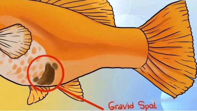 怎么判断鱼怀孕还是腹水,鱼肚子大了怎么判断怀孕