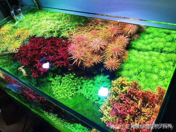 鱼缸不一定只能养鱼，养不活的花丢鱼缸里，沾水立马就疯长
