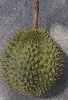 榴莲是不是热带水果之王,热带水果榴莲视频