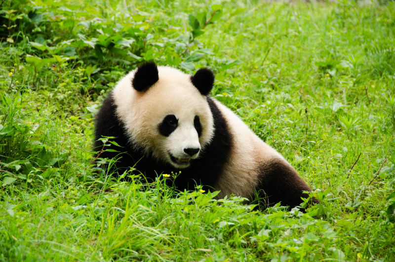 自己坐车去九寨沟玩怎么玩,开车去九寨沟自助游攻略