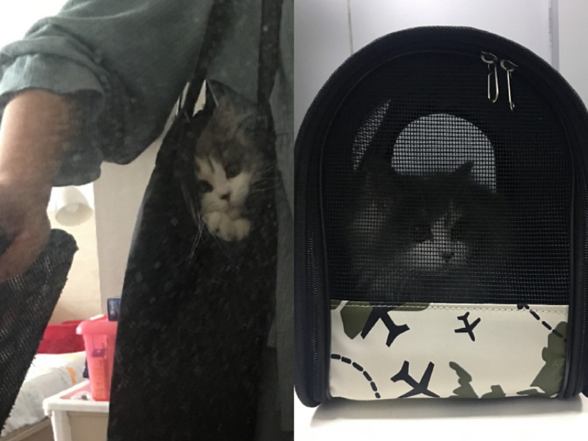 出门11天猫咪怎么办,出门10天的猫怎么处理