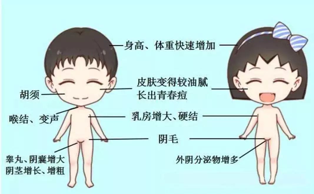 乳房早发育是什么原因,乳房发育早月经也早吗