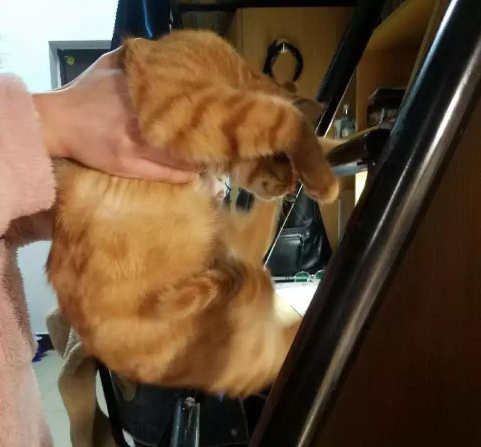 怎么惹猫生气很愤怒,惹猫生气的方法