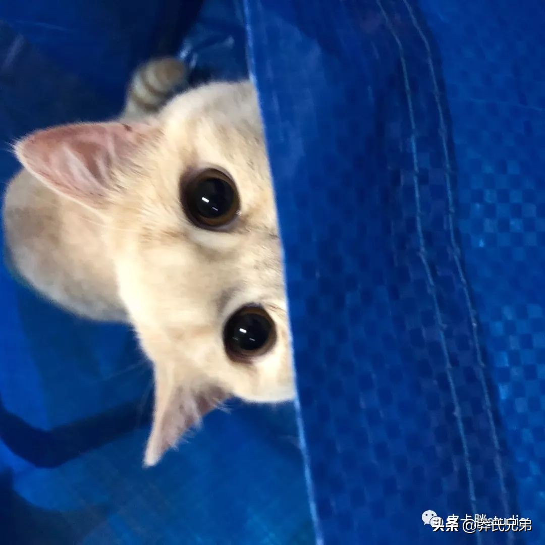 可爱小奶猫刚生出成长日记,一只小奶猫的成长过程