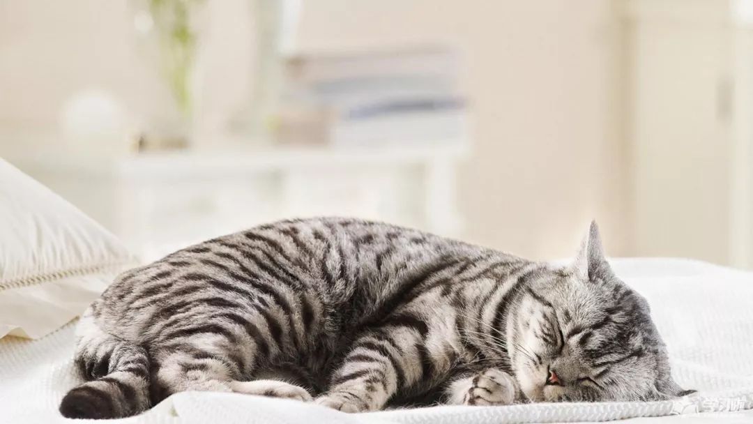 猫咪在家乱撒尿怎么办,猫咪乱撒尿打它有用吗