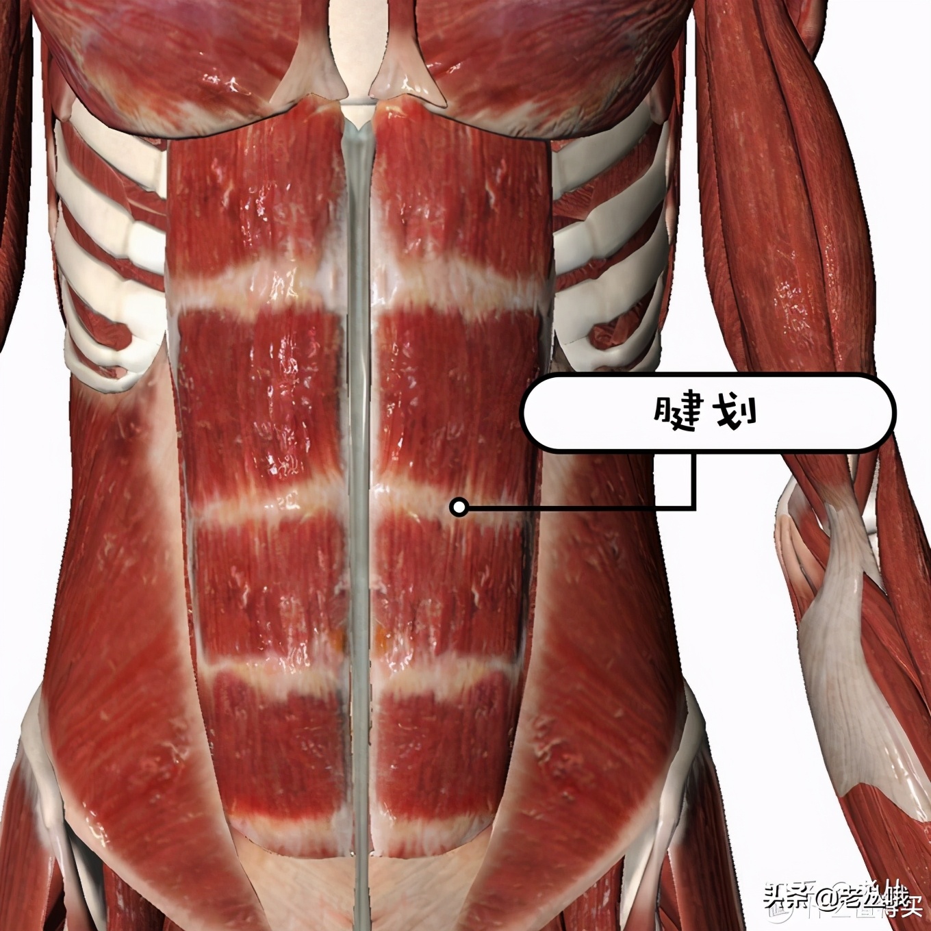 智商税提臀贴,懒人腹肌贴真的能练出8块腹肌吗