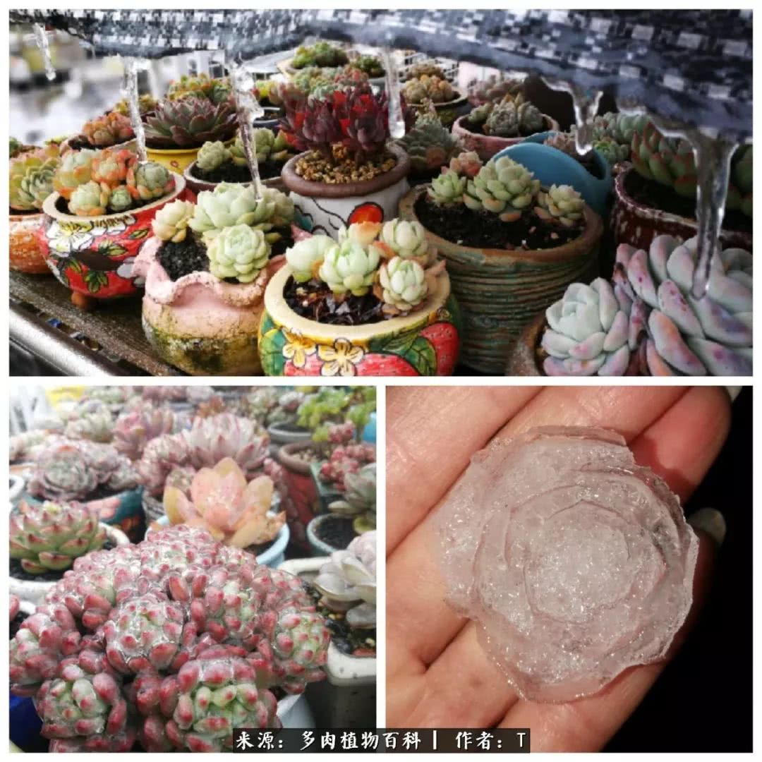 多肉还可以这样玩(上):八年养肉路剪影!