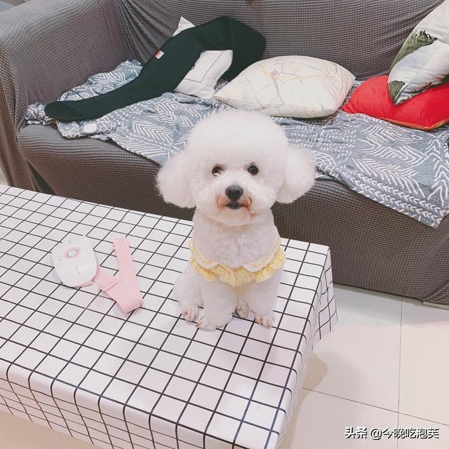 狗狗走路顺拐迷信,狗狗顺拐怎么办