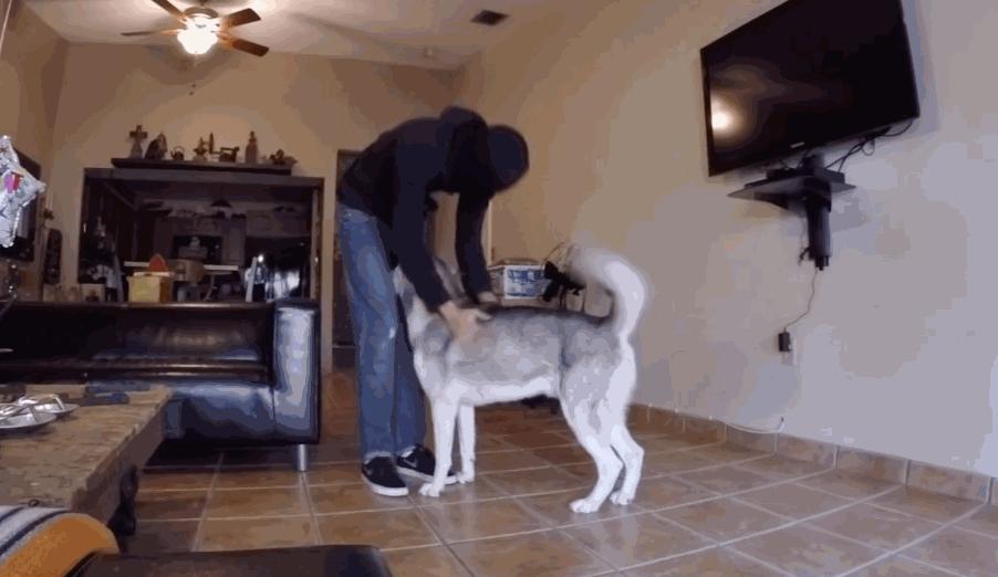 哈士奇为什么一直高高在上,为什么哈士奇每天都显得这么傻