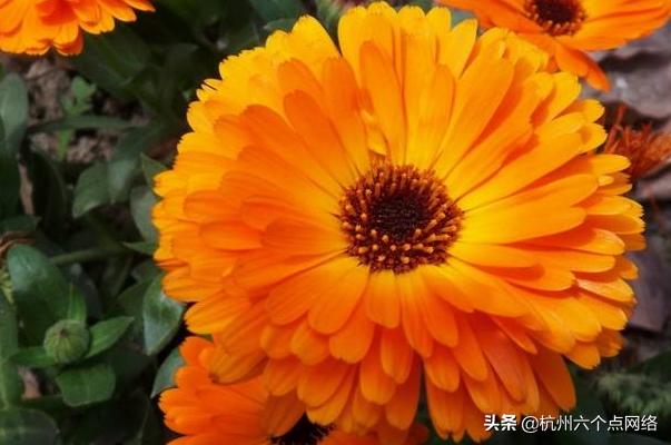 花园草药箱最重要成员，这些你不知道的事