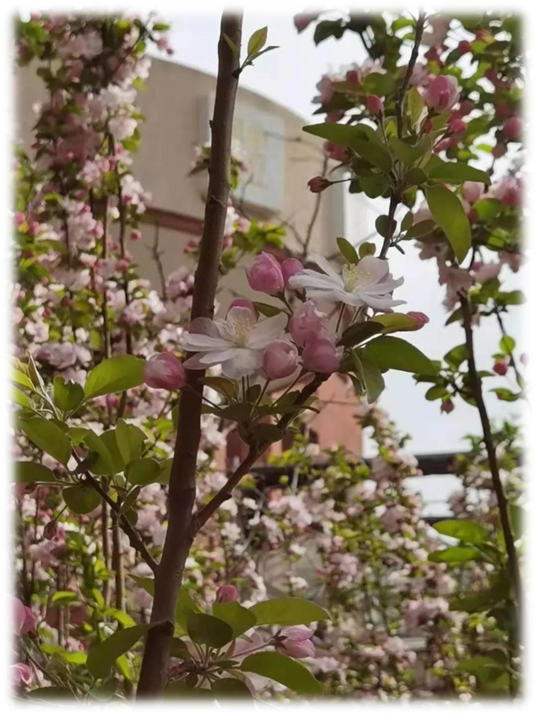 天津市高级中等学校,天津市天津中学高考录取率