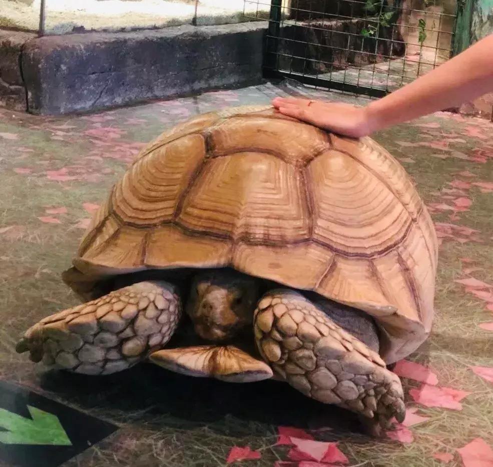 郑州奥林匹克公园萌宠乐园,郑州萌宠乐园长什么样子