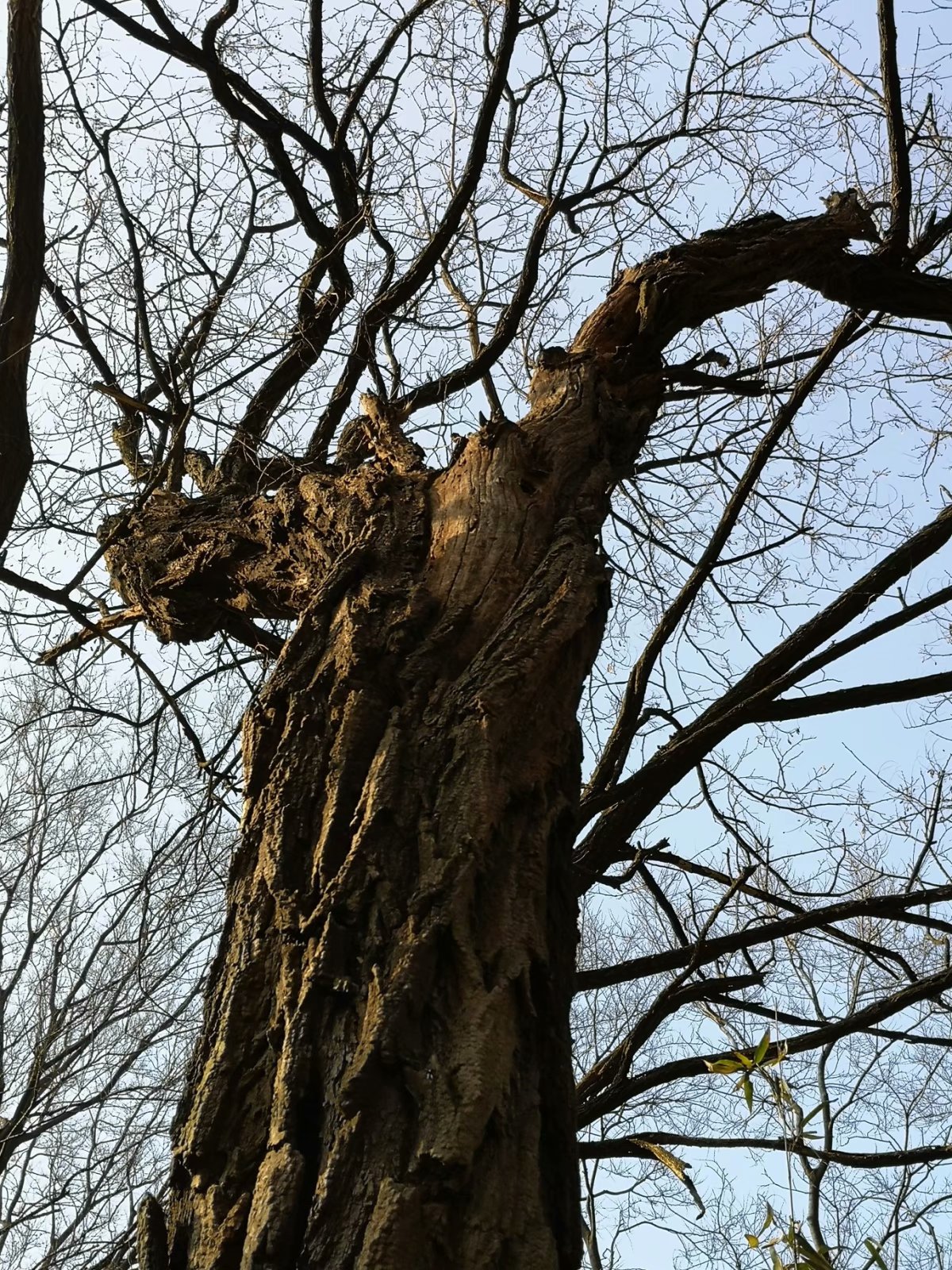 摩托周边旮旯游——探访明光法华禅庵塔