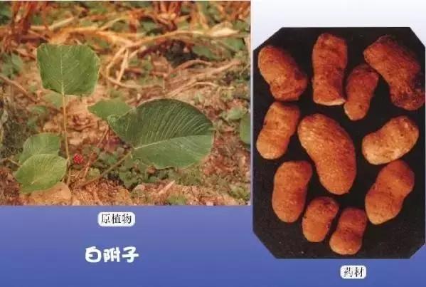 那些让你意想不到的中药名称,容易混淆的中药名称