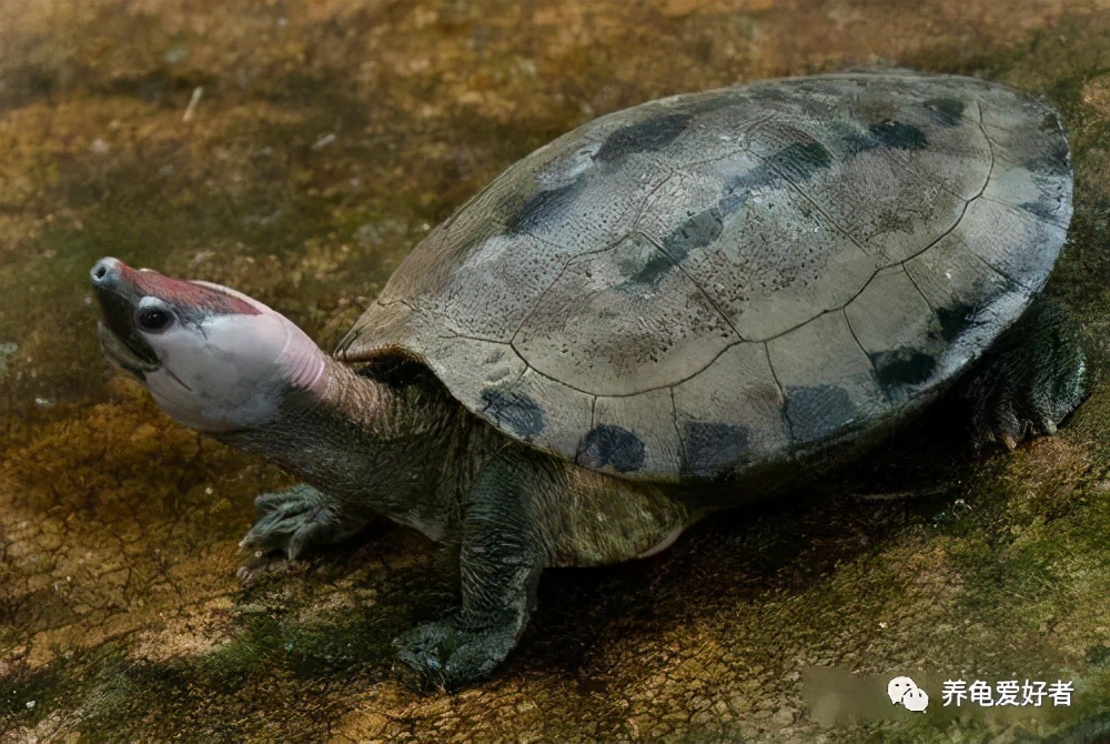 龟的饲养方法与注意事项,饲养小龟需要注意的事项及技巧