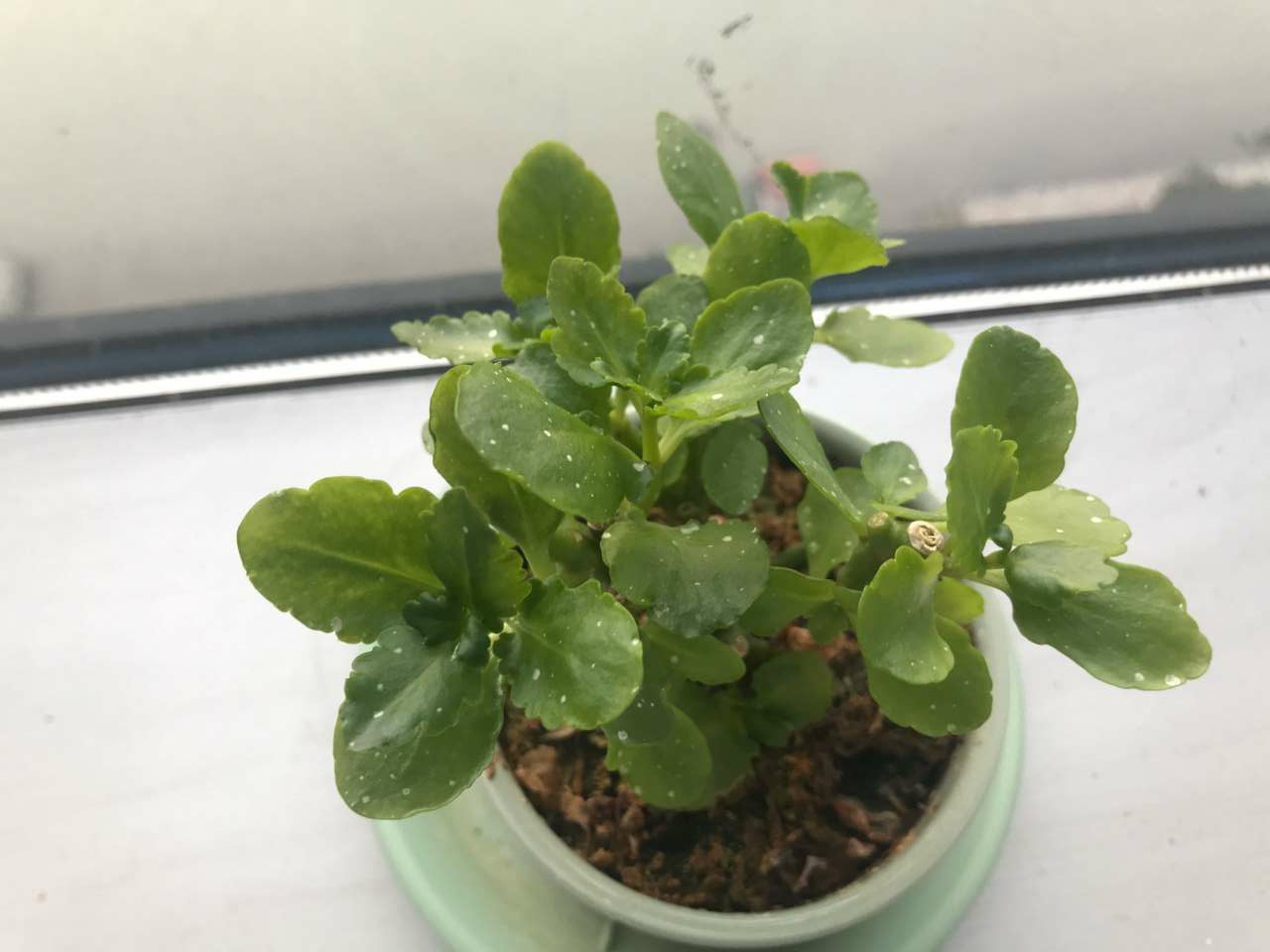 长寿花叶发粘还有小白点是什么病,长寿花花心长白点用什么药可以治