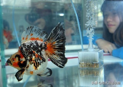 冬天金鱼什么病不能养鱼,金鱼怎么养才不容易得病