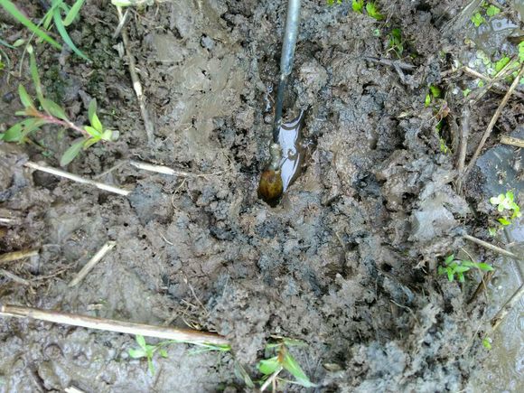 孩子在田里抓黄鳝不小心抓到蛇,捉黄鳝儿童视频