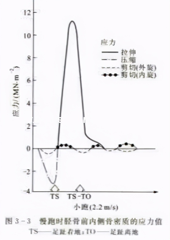 骨生长的力学条件,从生物力学的角度解释什么是骨