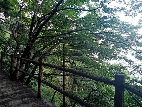 采一片天竺山的云朵别在发梢，带你感受云中漫步的奇妙幻境