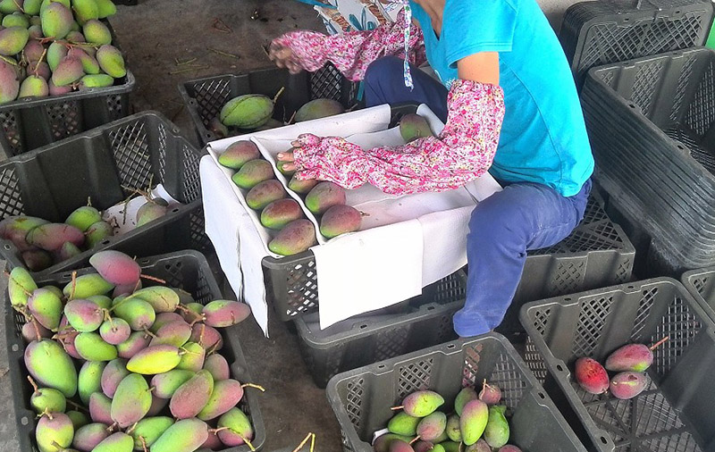 树上贵妃芒怎么样才算成熟,海南树上熟贵妃芒5斤