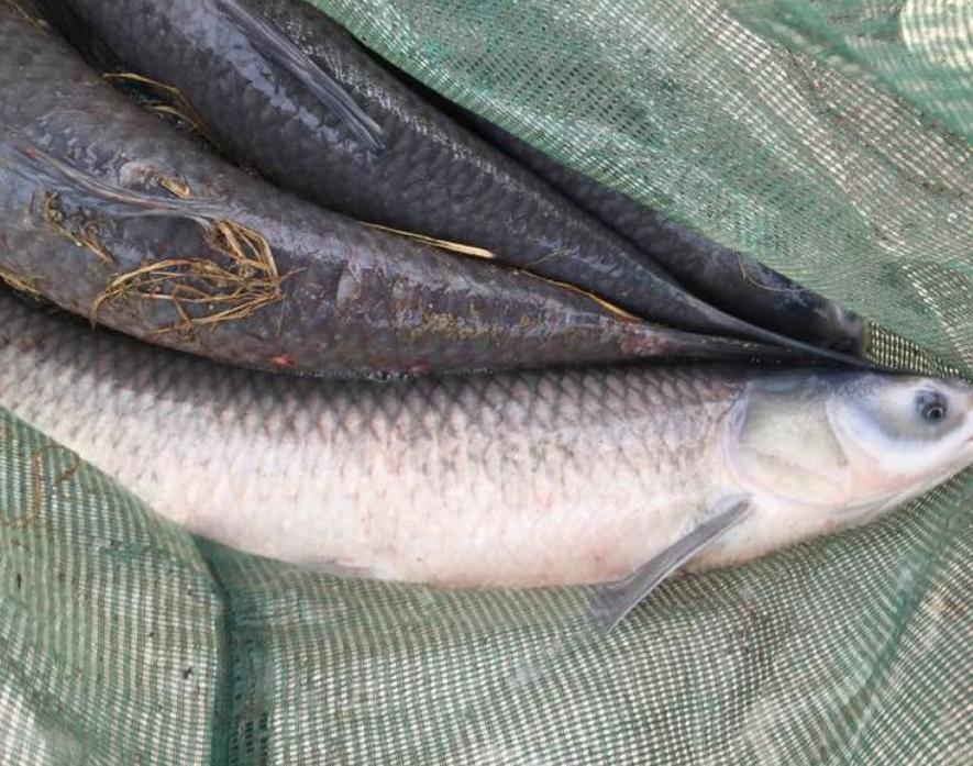 电鱼机有多厉害？一米多长几十斤大鱼瞬间翻白，小鱼活活电死