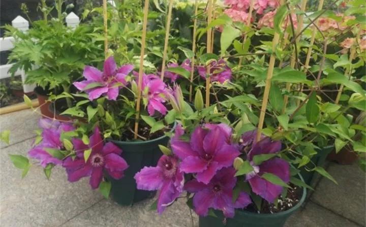 刚到家的花很好没多久就黄叶,买回来的花很快就蔫的原因