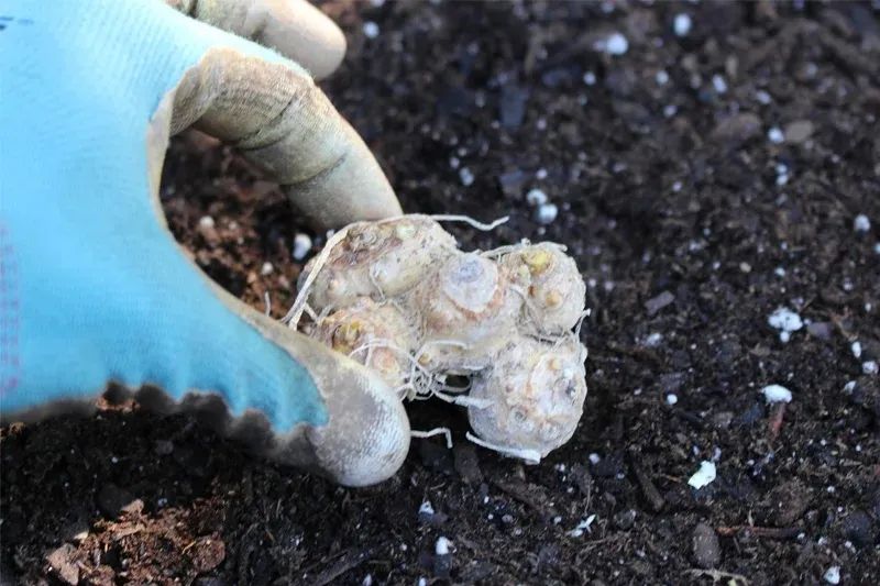 马蹄莲盆栽养殖方法和注意事项,马蹄莲的块茎一定要挖出来吗