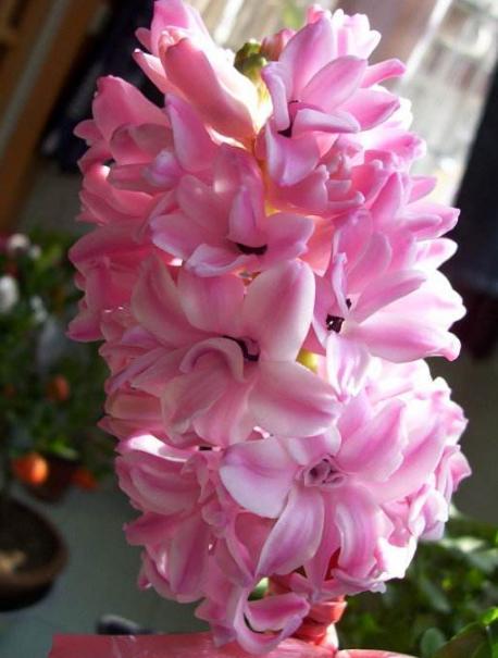 风信子开花后怎么补救,风信子花开了根烂了怎么补救