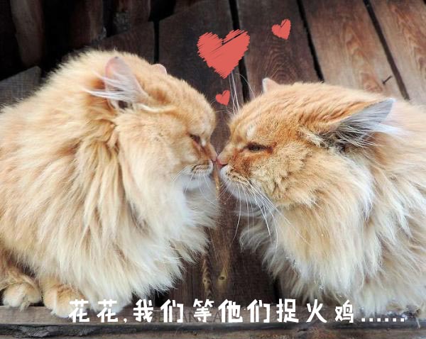 圣诞节的喵星人霸气又略萌，猫奴必看！又骗我养猫？