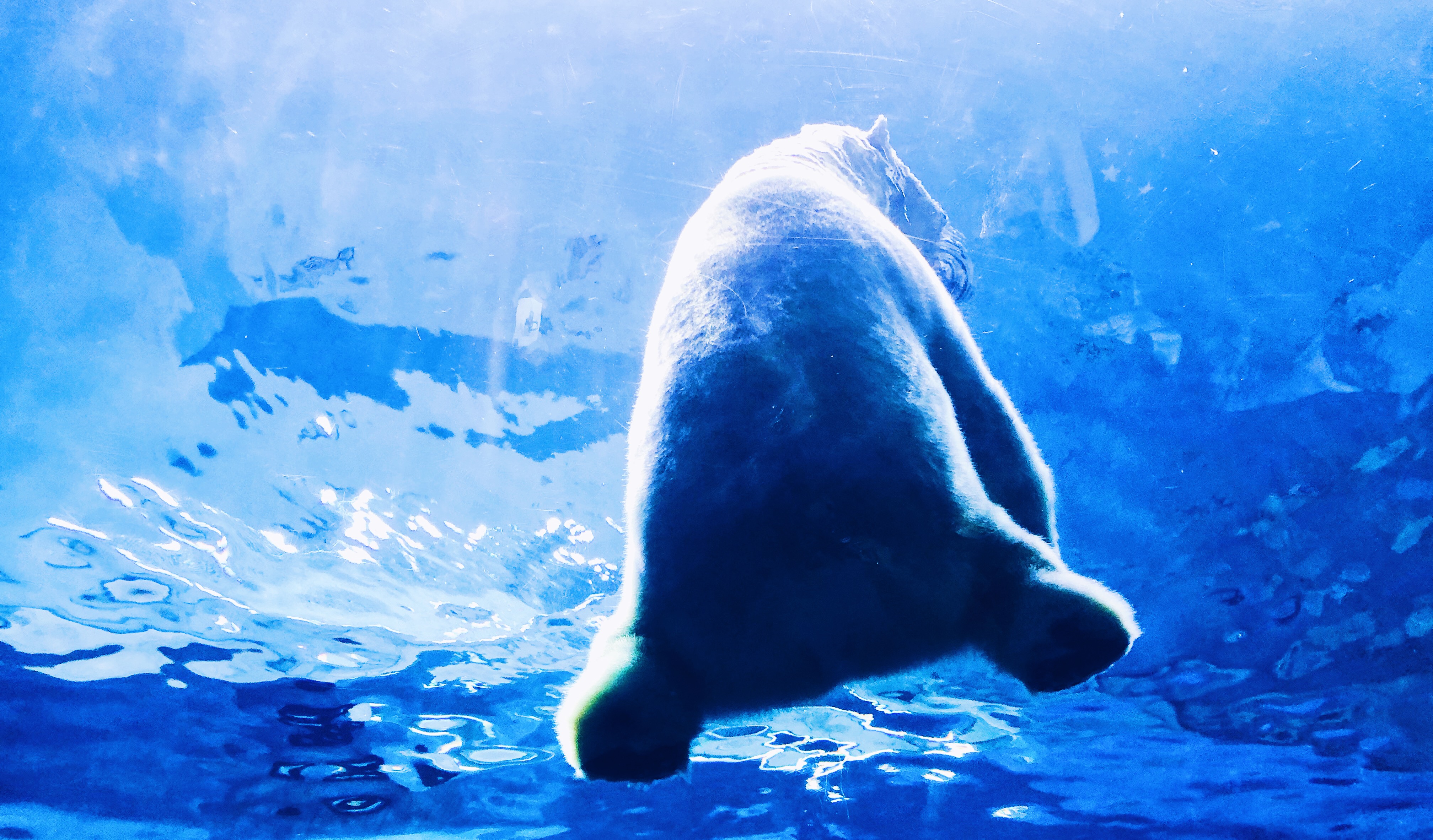 珠海长隆海洋王国吃住旅游攻略,最新珠海长隆海洋王国一日游攻略