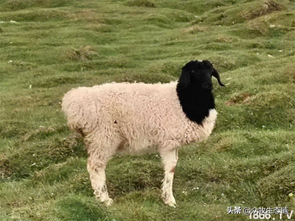 世界上最好的羊是哪个羊,世界最好的羊排名前十