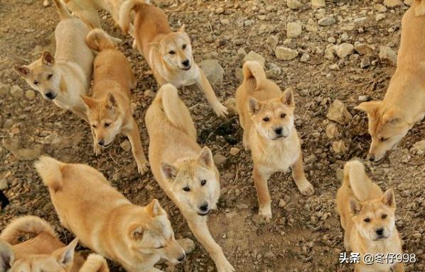 不让吃狗肉的狗狗,不让吃狗肉能实现吗