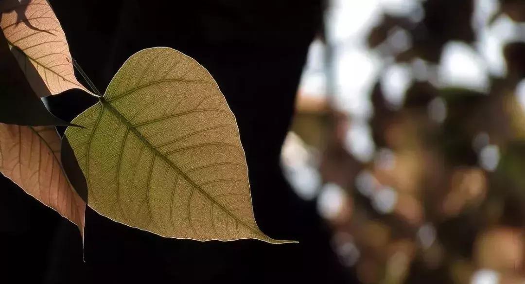 植物认知|佛系植物，五树六花