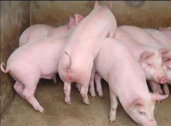 养猪生病吃什么药,养猪大户猪发高烧用什么药好