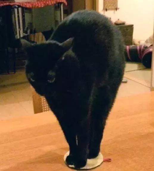 怎样可以封印住一只猫,咋样可以快速封印猫咪