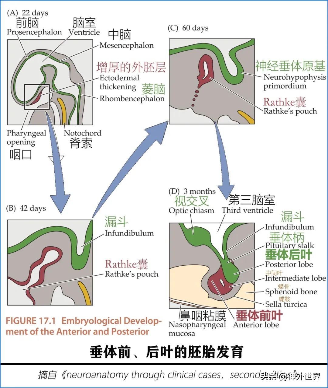 鞍区解剖学习笔记之——垂体