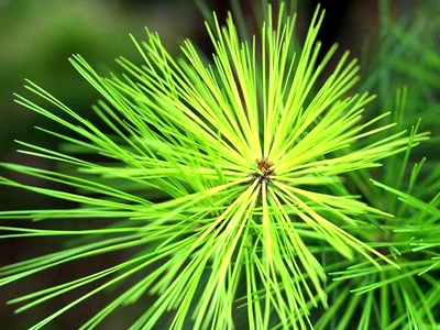 松针养殖饲料,育肥猪用什么饲料添加剂好