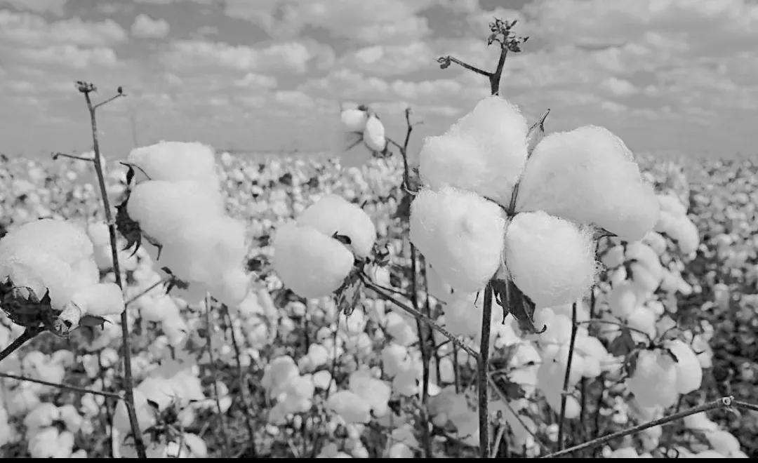 伊莱惠特尼是标准化的鼻祖吗,伊莱惠特尼生产标准化