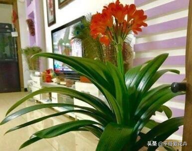 夏季给君子兰浇水的正确方法,夏天养护君子兰浇什么水最正确的